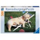 Golden retriever puzzle 500 pz